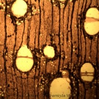 Terminalia arjuna (Roxb. ex DC.) Wight & Arn.